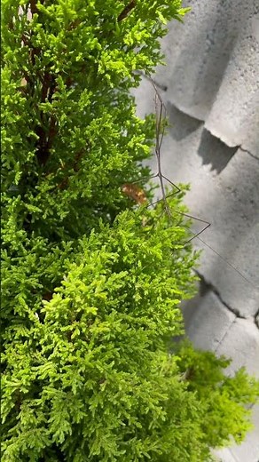 🪲 Insecto Palo ¿Ya los conocías? 🪲