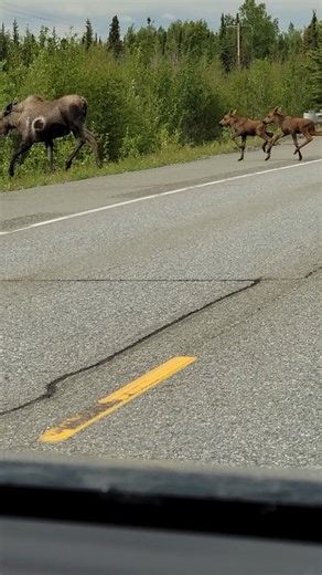 Iridium's visit to #Alaska was nothing short of a-moose-ing! 🐾🦌 There's no staying anonymoose, since apparently the #IridiumConnected Everywhere Communications Garmin inReach Mini can even track moose tracks 🛰️ | Iridium Communications