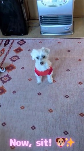 The Cutest Maltese Training Moment | Treat Time! 🐾🍪