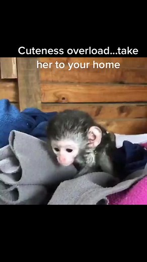 #love #adoption #orphan #funnymonkey #petlovers #primatelovers #monkeylover #smartmonkey #rescue #primateposting #sanctuary #monkey #monkeyme #monkey