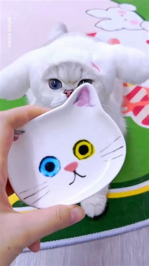 White Bought a Beautiful Plate