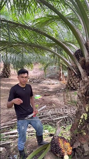 I just found out that there are lots of palm oil plantations in Java too.