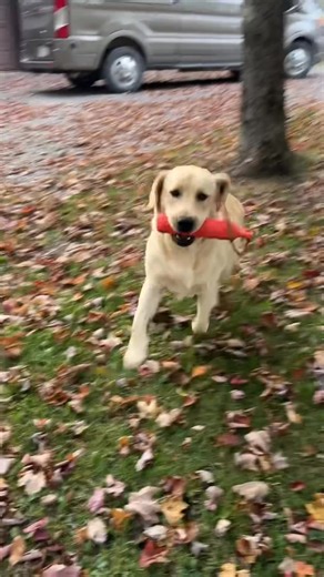5.9K views · 249 reactions | Let’s go! Time for a swim!  | Fairfax Pines Labrador Retrievers | Facebook