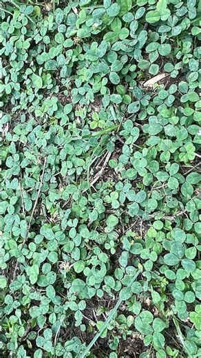 Not lucky when it’s in your lawn! Clover treatment and prevention tips | DoMyOwn.com
