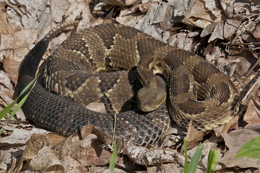 9 VENOMOUS Snakes Found in Oklahoma! (2026)
