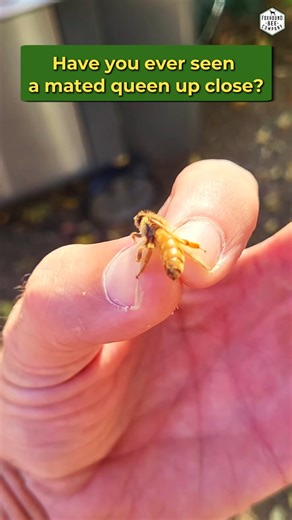 You've seen bees…but have you ever seen their queen like this? Here's a close-up look at a mated queen bee. See how she moves and learn about the differences between her and worker bees. Learn more about queen bees: https://bit.ly/4qddTLA #foxhoundbeeco #beekeeping #queenbee #bees #matedqueen | Foxhound Bee Co