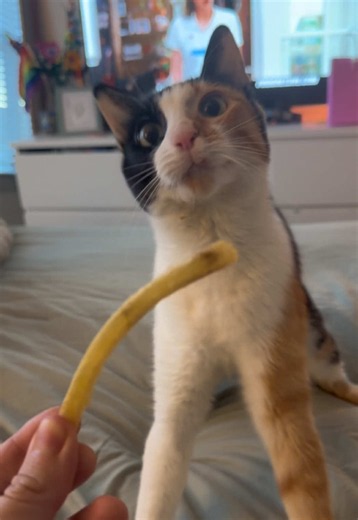 Shakey tries to try a fry #wobblycat #cerebellarhypoplasia #cat #cats #funny