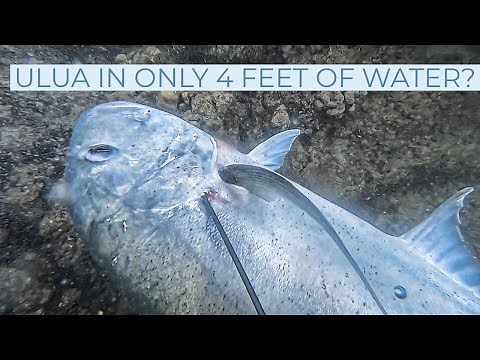 Spearfishing Hawaii-"fish of a lifetime"how I caught a 51lb ulua (catch, clean, cook)