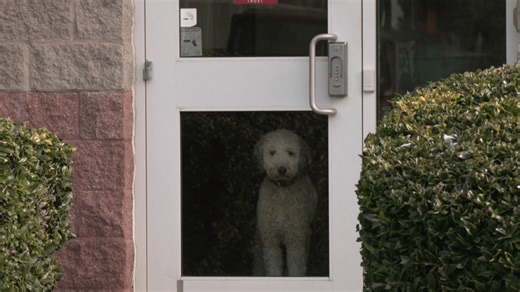 Myrtle Beach Fire Department welcomes new recruit: A dog named Winston