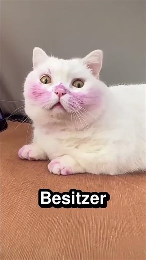 Dieses Kätzchen wollte lila werden 🐱 💜