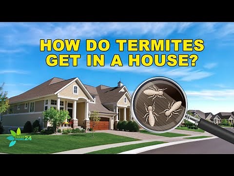 How Do Termites Get into Your Home?