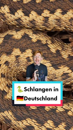 Ringelnatter: Fakten über Schlangen in Deutschland