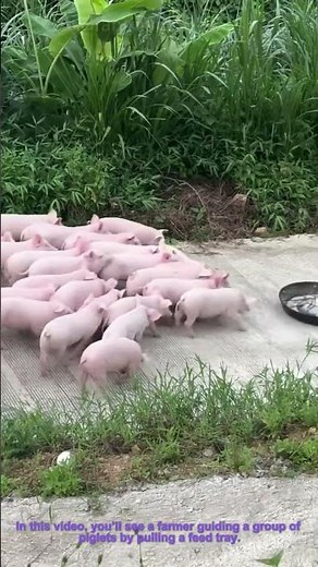 Farmer Guides Piglets with Feed Tray – Smart Pig Herding Technique for Farming