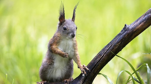 Wacky Weekend: Animal Ears