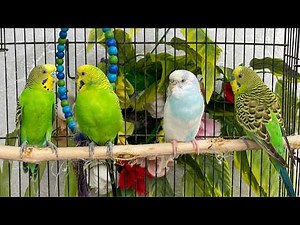Parakeet Music to Make Them Happy | 10 Hours Happy Budgie Sounds