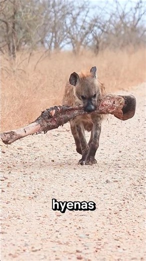 What Hyenas Are Really Saying When They ‘Laugh’ #shorts