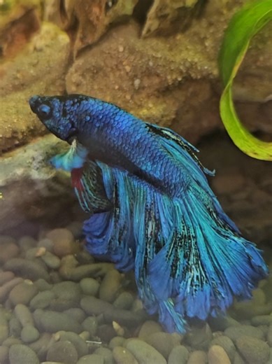Understanding Betta Fish Color Change: Signs of Health
