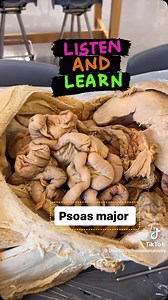 127K views · 42 reactions | How Deep Is the Psoas Major? Let’s Look...