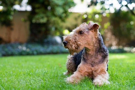 Welsh Terrier Facts You May Not Know