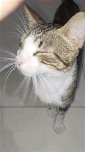 🐾 Petting the Visitor Cat's Head 😻 | Relaxing & Cute Cat Moments #Cats #CuteCats #CatLovers