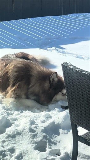 Alaskan malamute eating snow ❤️🐶☃️❄️