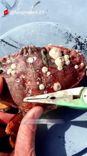 you are cute, but a parasite 🐚🐚🪸🪸