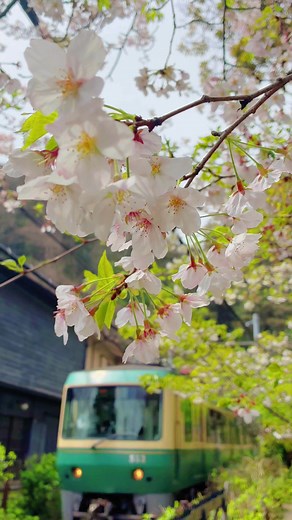 桜と江ノ電が織りなす湘南の風景
