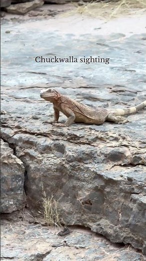 Spotted, a desert local in the Grand Canyon — the chuckwalla.