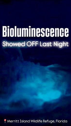 UPDATE: Last night’s glow was WILD 🌌🐬 Tours at Merritt Island Wildlife Refuge lit up with dinoflagellates and comb jellies — it was a full bioluminescence show! ✨ We still have spots left TONIGHT and all Memorial Day Weekend, but they’re going fast. ⚠️ Our office is recommending this location to everyone calling in — the glow is unreal right now. Tag your glow crew in the comments & I’ll DM you the booking link NOW — before it sells out. #BKAdventure #FloridaBioluminescence #MemorialDayWeekend