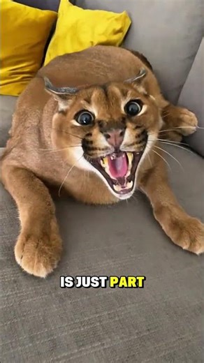 Caracal is an angry cat?😾 #cat #pets #shorts #facts #animals