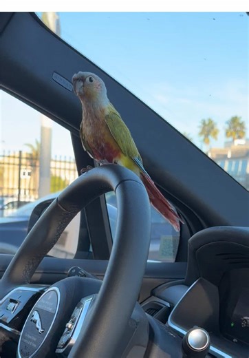 @Mango Loving Life ✨🦜🛞 | mango