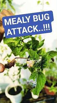 Mealybug? Here's the fix! #plants #gardeningtips #garden
