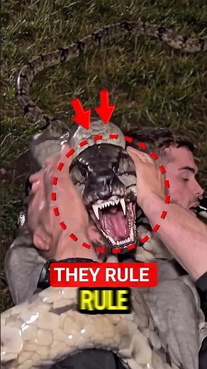 5 Animals that Rule The Amazon rain forest!