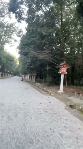 〜Prayer〜 NARA KASHIHARA JINGU Shrine〜祈り〜奈良 橿原神宮⛩️#Japan #praying #ShrineWalk #shrine #自然界隈 #旅行 #癒し