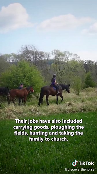 Discover the Majesty of Cleveland Bay Horses