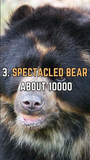 🌟 Discover Earth's Top 5 Rare Bears! Unveiling Nature's Hidden Gems!