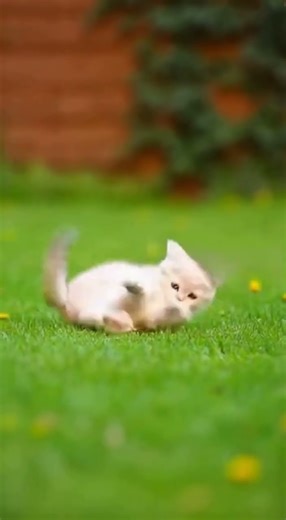 Rabbit Jumps Over KITTEN! 🐇🐈 Tiny Hurdle Race! 😂 (Kitten is NOT a Fan!) #shorts
