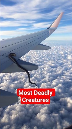 Top 4 Venomous Animals That Could Kill Thousands—Number One Is Terrifying! 😱