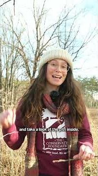 Identify Black Walnut in the Winter