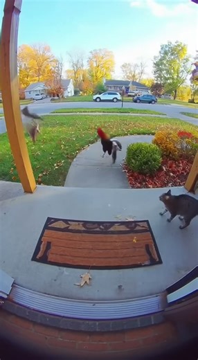 Hawk Attacks Cat, But a Chicken Jumps to the Rescue #shortvideo #ai #sora2