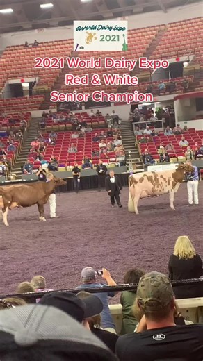 2021 World Dairy Expo Senior Champion - Red & White Holstein Showcase
