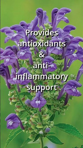 The Top Health Benefits of Skullcap in 30 Seconds #herbs #plants #plantmedicines #herbology