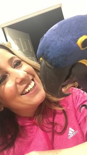 Hannibal the talking Hyacinth Macaw - Give me a Kiss & Goodnight!