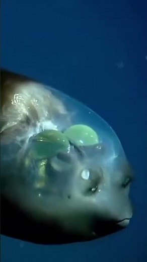 This Fish Has a Transparent Head!🤯🐠Barreleye Fish Facts #animalfacts #wildlife