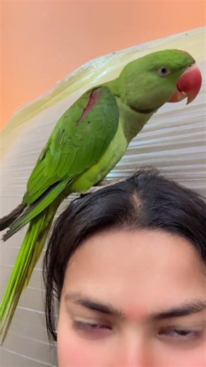 Sabko Jay🙏🏻❤️#trendingshorts #nonstoptalkingparrot #funny #comedy #youtubeshorts