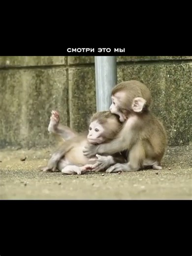 𝙨𝙠𝙠𝙢' (@sollmj_111)’s video of monkey funny video