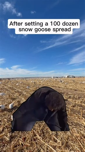 AllOut Adventures USA on Instagram: "After bending over and setting 100 dozen snow goose decoys, my back officially sounds like bubble wrap 😅 Worth every second… but tomorrow is definitely going to hurt. If you know, you know. Who else feels this just watching it? Like & share. #snowgoosehunting #waterfowlhunting #decoylife #goosehunters #fieldlife #midwesthunting #waterfowladdiction #huntseason #bluecollaroutdoors #earnednotgiven"