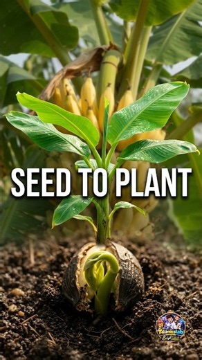 🍌 BANANA SEED TO PLANT 🌱 | Complete Banana Growing Process | Seed Germination to Full Banana Plant