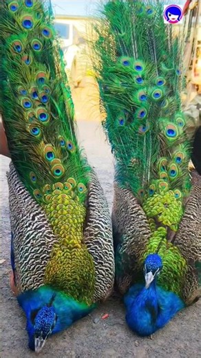 The Most Beautiful Bird Peacock You Will See Today! 🦚✨ #peacock #peafowl #pavoreal