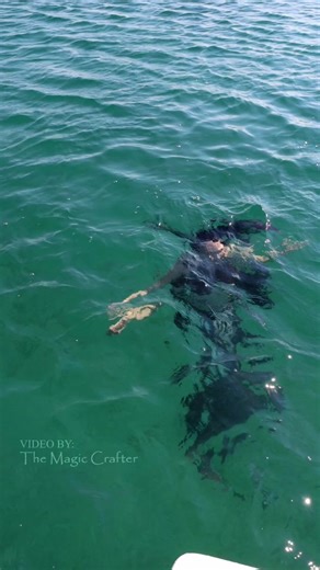 Discover the Crystal Clear Waters of Lake Michigan with a Professional Mermaid